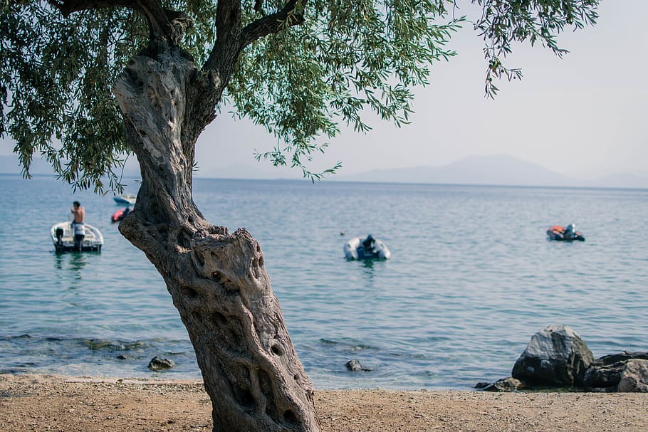beach, olive tree, boats, sea, greece, summer, water, real people HD wallpaper