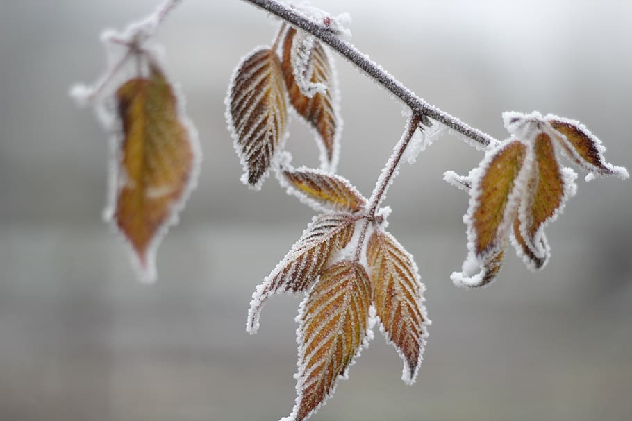 cold, leaf, frost, winter, nature, frozen, forest, ice, snow HD wallpaper
