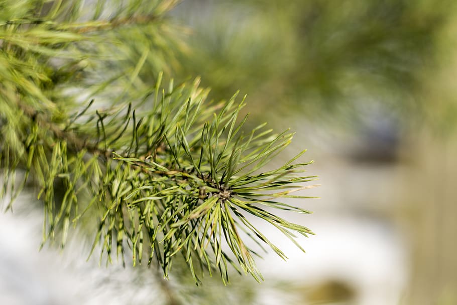 pine, winter, nature, snow, tree, cold, forest, macro, helion HD wallpaper