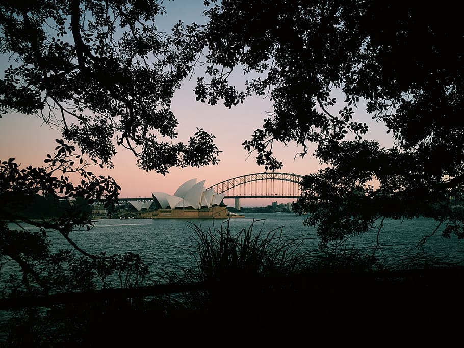 sydney, bridge, tree, plant, water, sky, built structure, architecture HD wallpaper