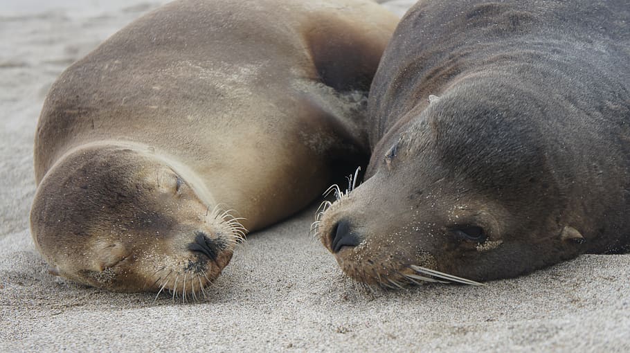 HD wallpaper: ecuador, galápagos islands, galapagos, sea lions ...