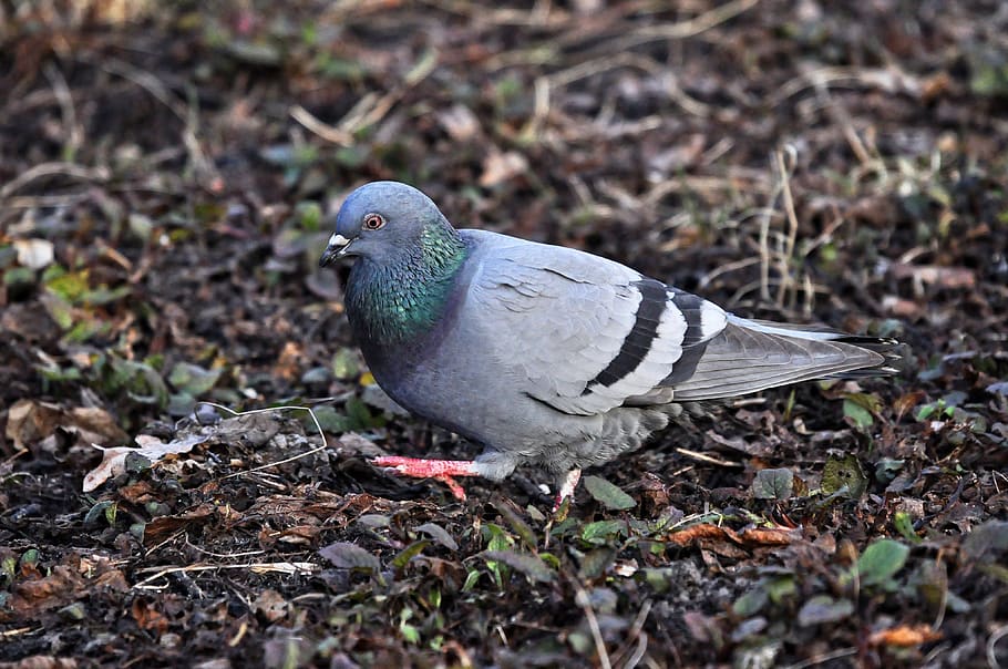 pigeon, dove, rock dove, columba livia, bird, animal, gray, HD wallpaper