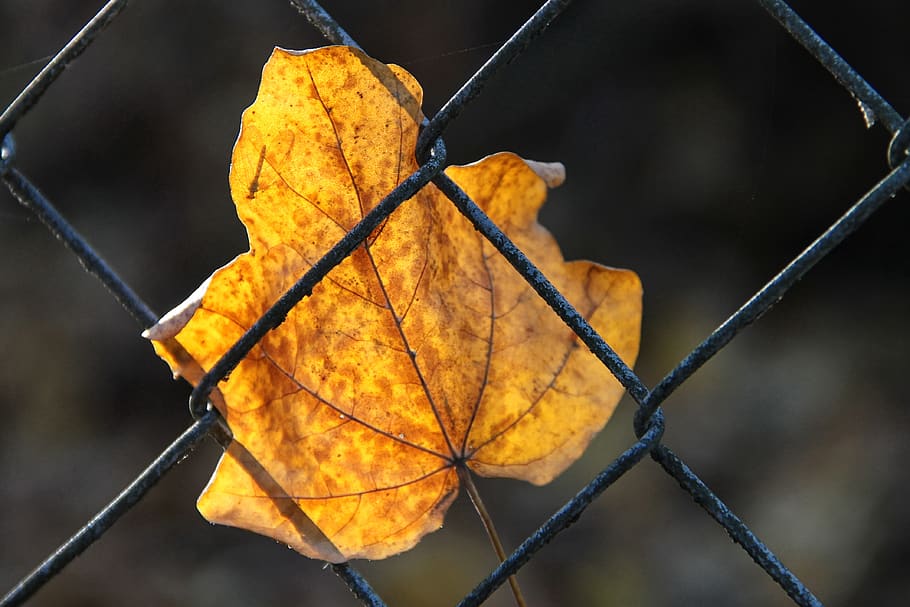 leaf, fence, yellow, autumn, leaves, fall foliage, rural, close up