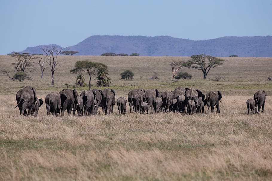 africa, wildlife, serengeti, landscape, elephant, herd, animal themes, HD wallpaper