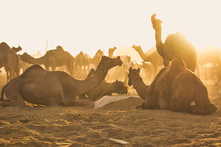 animal, camel, mammal, elephant, wildlife, cattle, desert, sunrise, HD wallpaper