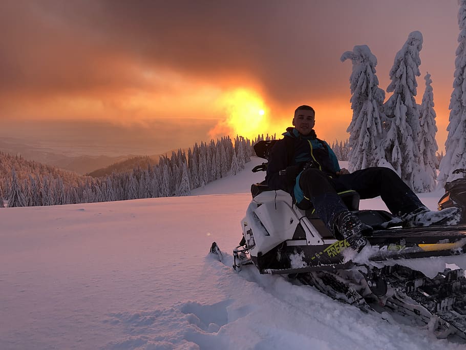 human, person, nature, outdoors, plant, tree, abies, fir, sled