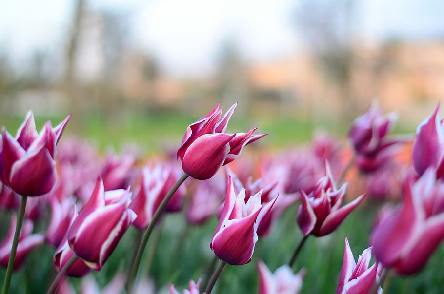Pink Flowers, bloom, blooming, blossom, blur, close-up, delicate HD wallpaper