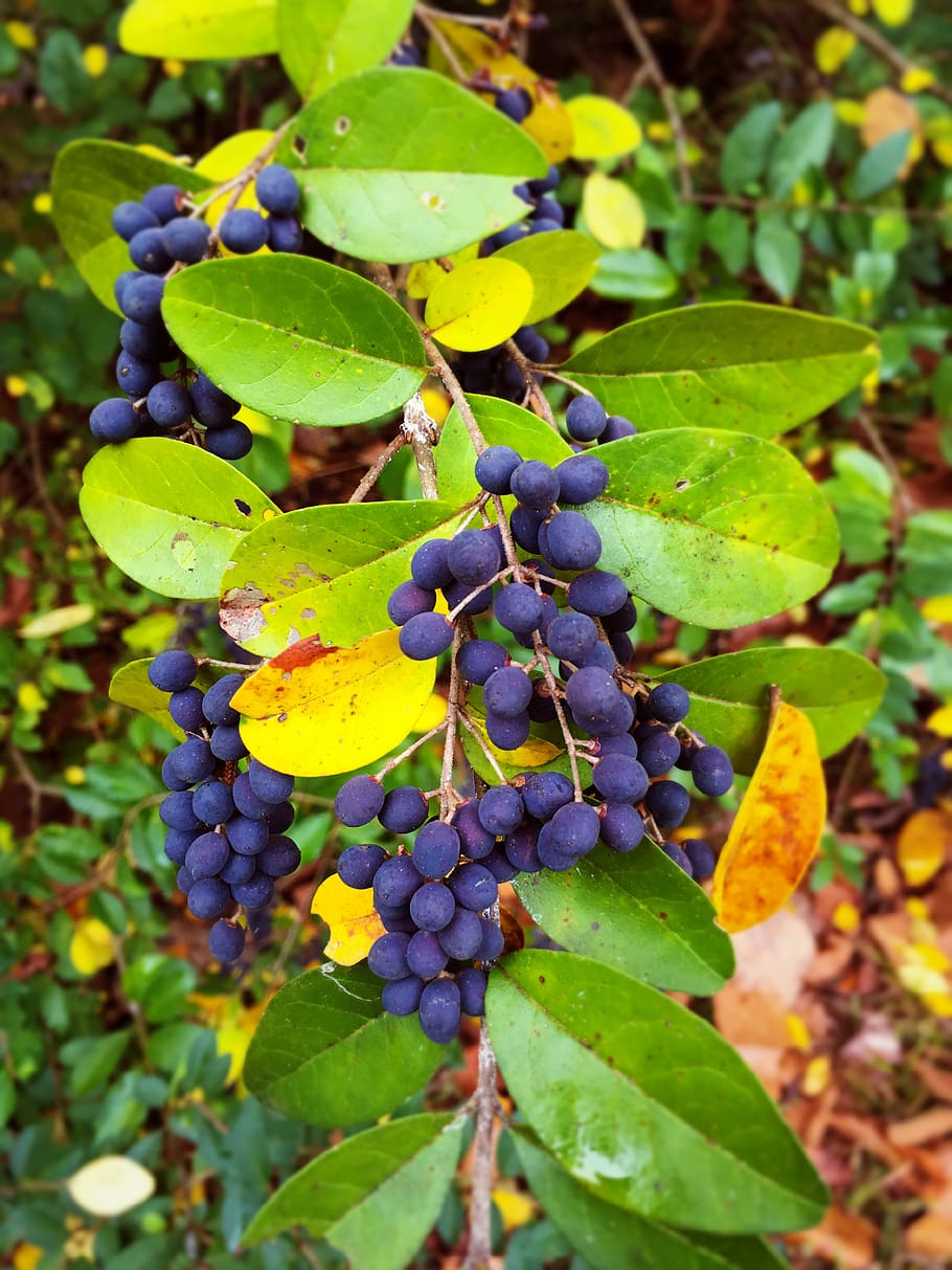 tree, berrys, leaf, plant part, growth, healthy eating, fruit HD wallpaper