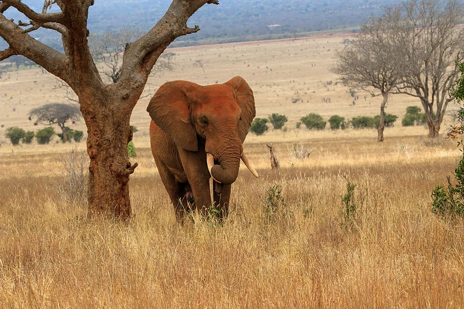 africa, kenya, safari, elephant, wild, animal world, national park, HD wallpaper