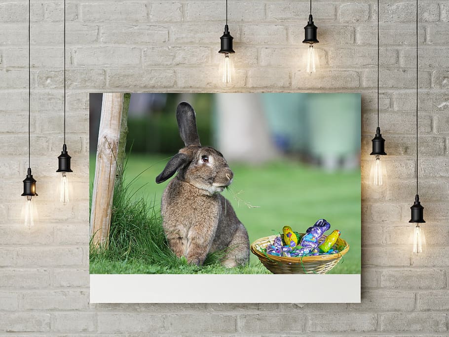 easter, happy easter, œuf, spring, cute, rabbit, hare, eat HD wallpaper