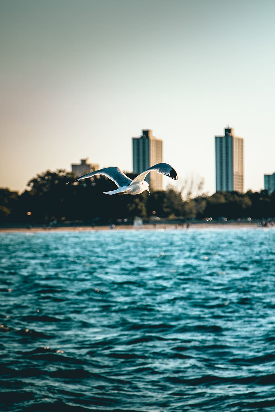 seagull., sunset, soaring, calm, peace, ocean, lake, bird, building HD wallpaper