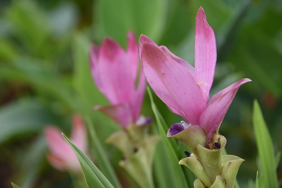 siam tulip, flower, pink flower, curcuma, plant, flowering plant, HD wallpaper