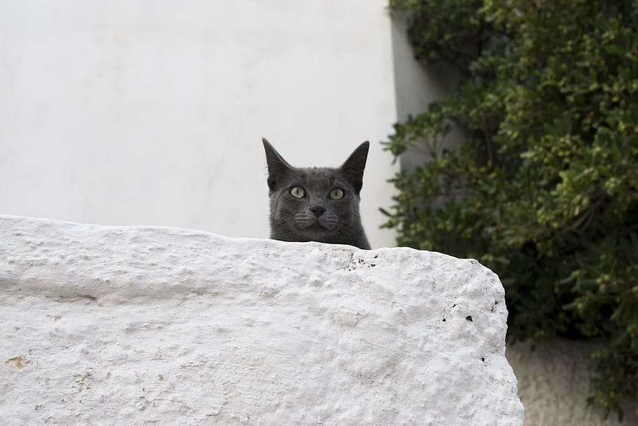 greece, athens, plaka, trees, house, minimal, acropolis, cat HD wallpaper
