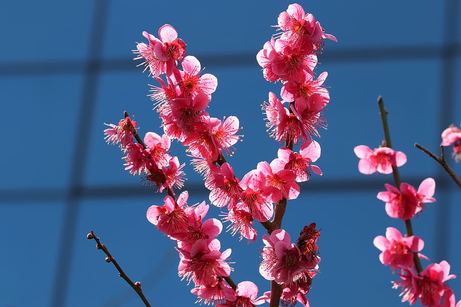 spring flowers, flower tree, nature, petal, plants, wood, garden HD wallpaper