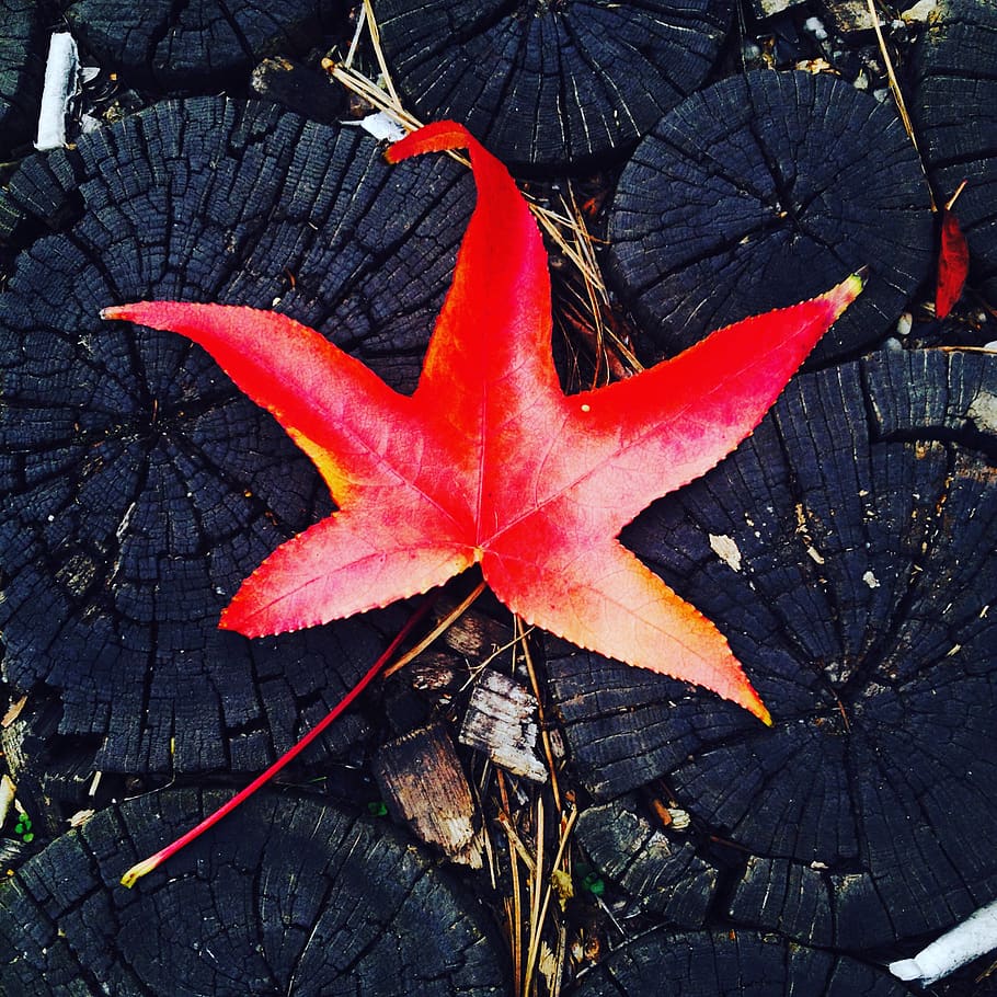 leaf, autumn, rain, streets, city, streetscape, red, orange HD wallpaper