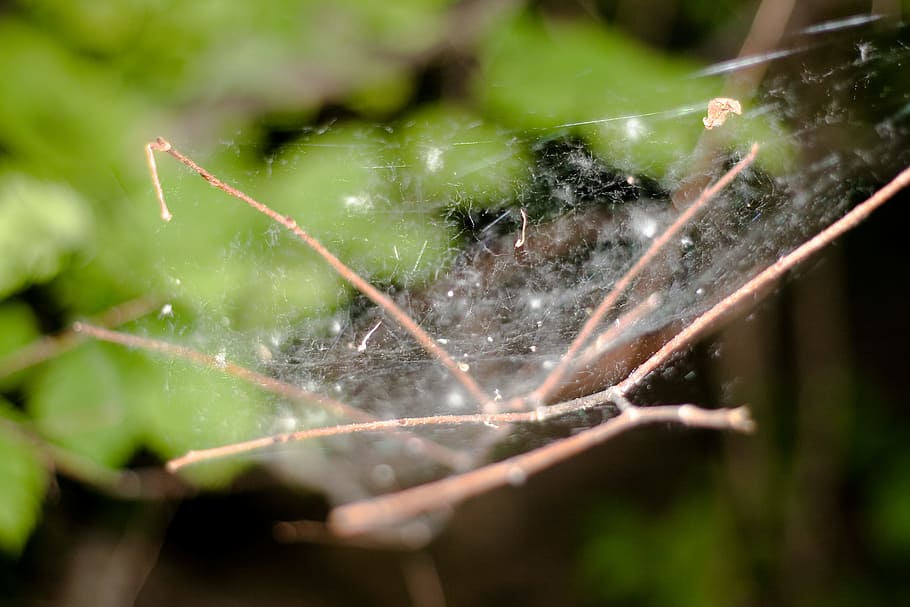 spider, web, leaves, close-up, water, nature, animal themes HD wallpaper