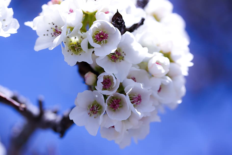 flower, flowering plant, fragility, vulnerability, freshness HD wallpaper