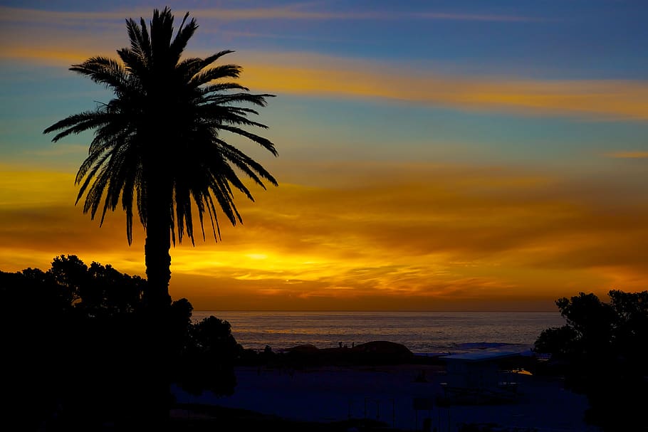 palm, sunset, silhouette, sky, tree, water, beauty in nature HD wallpaper