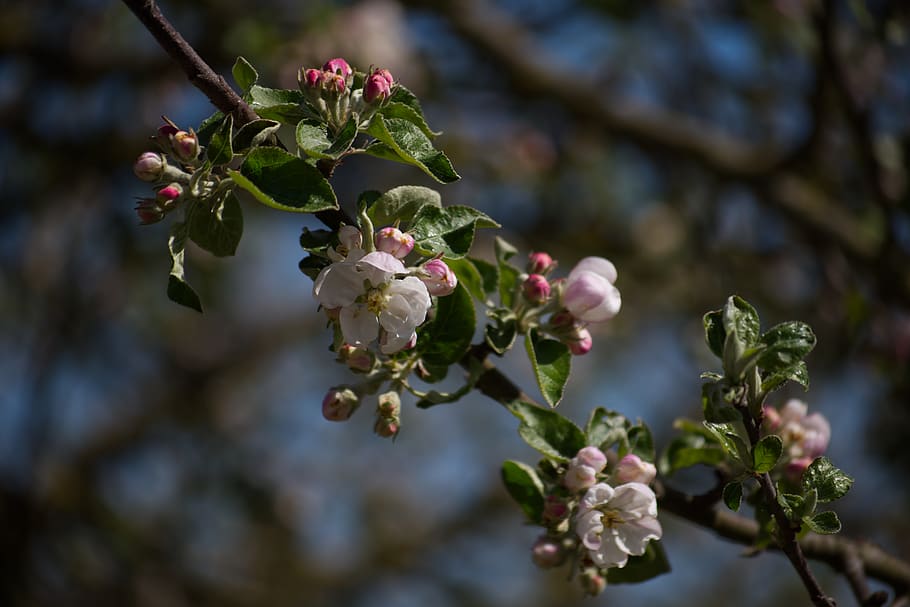 blossom, bloom, white, red, pink, green, spring, nature, plant HD wallpaper