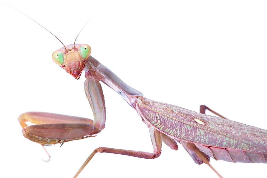 praying, mantis, insect, animal, background, bug, closeup, creature HD wallpaper