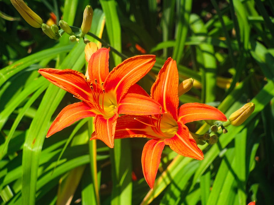 Orange Flowers in Leaves, Macro, Spring, Summer, garden, green HD wallpaper