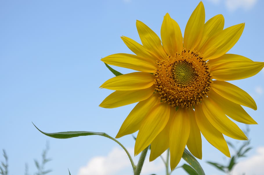 india, nashik, flower, flowering plant, freshness, yellow, sky HD wallpaper