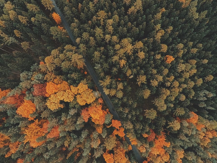 aerial view, forest, trees, perspective, street, road, nature HD wallpaper