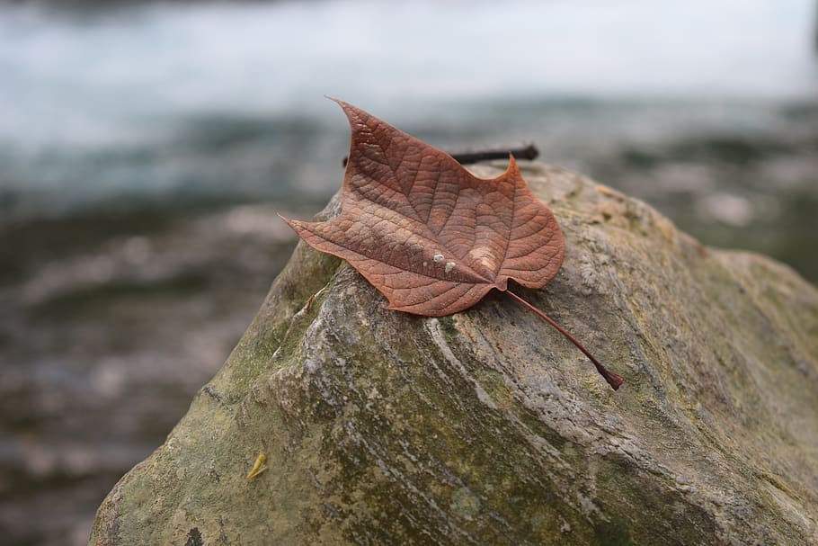 leaf, autumn, red, nature, reflection, close-up, focus on foreground HD wallpaper