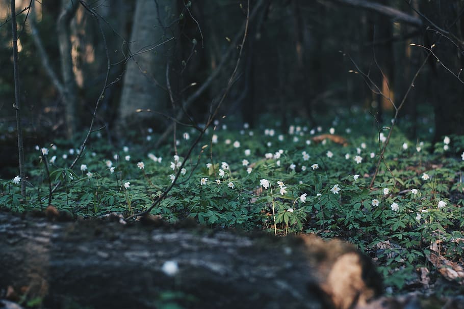 White Flowers Surrounded by Green Grasses, blossom, blurred background HD wallpaper
