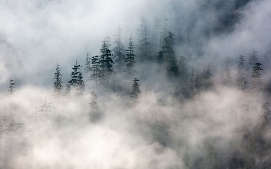 mountain covered with fogs, land, plant, scenics - nature, beauty in nature HD wallpaper