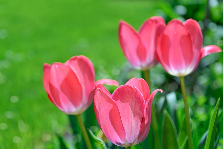 pink tulips, garden, flowers, spring, green, discounting zipper, HD wallpaper