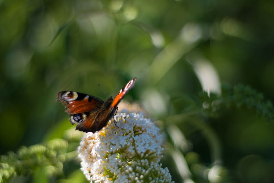 butterfly, sun, one animal, animal themes, invertebrate, insect HD wallpaper