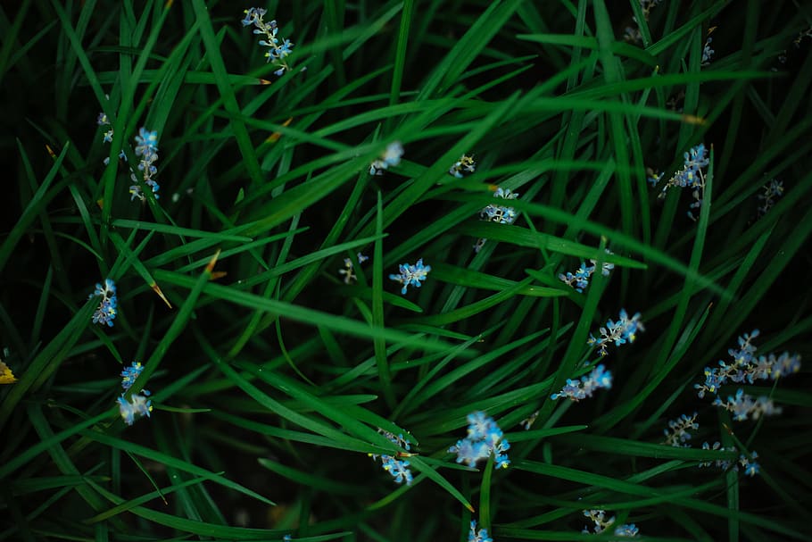 grass, flowers, spring, green, earth, plant, green color, beauty in nature HD wallpaper