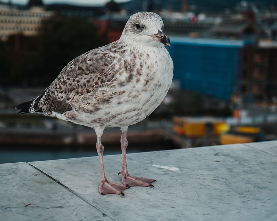 gray bird standing on concrete surface, animal, seagull, oslo, HD wallpaper