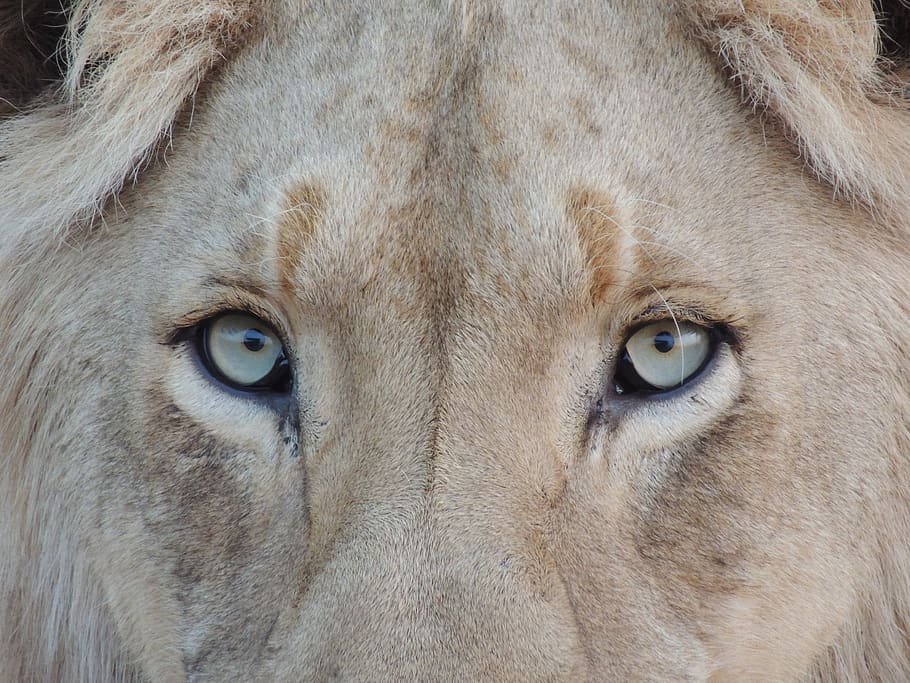 brown lion, one animal, mammal, animal themes, animal body part HD wallpaper
