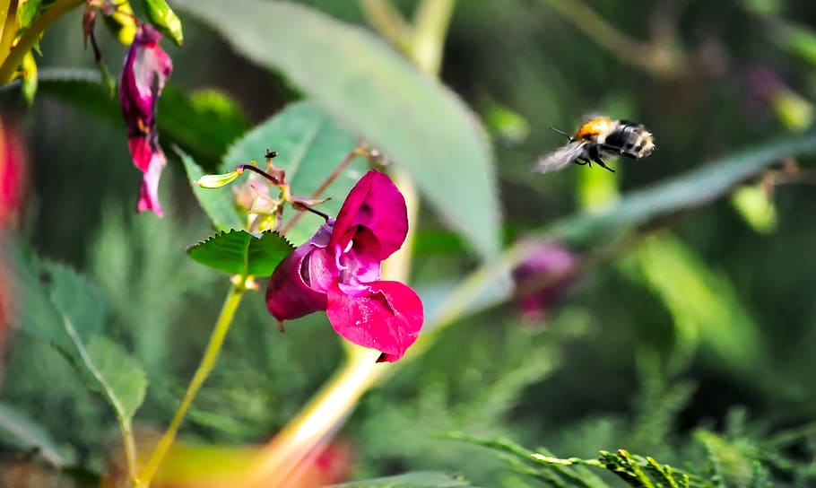 bumblebee, flight, the collection of nectar, work, insect, flower HD wallpaper