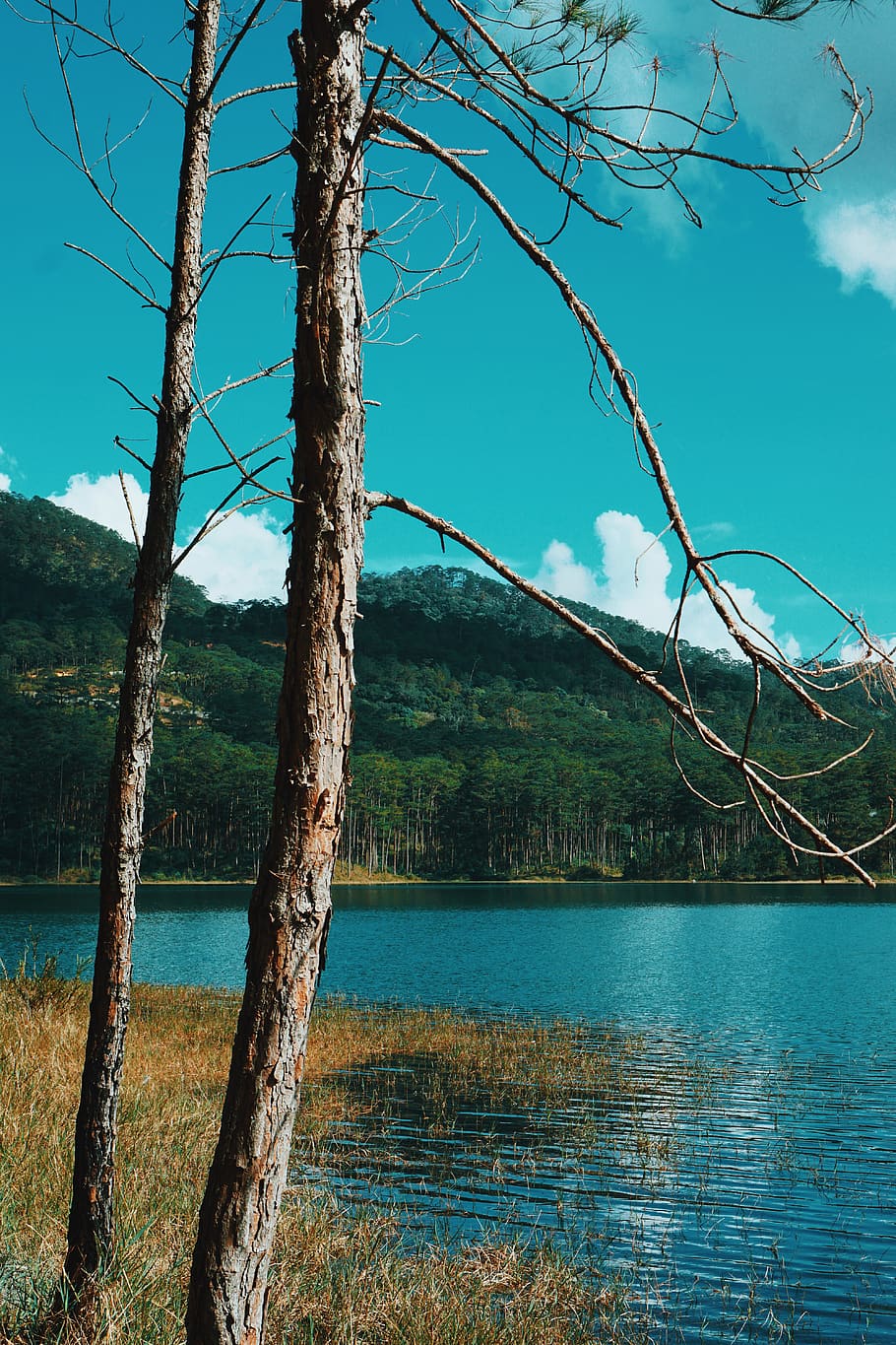 forest, lake, mountains, trees, blue, vietnam, pines, water HD wallpaper