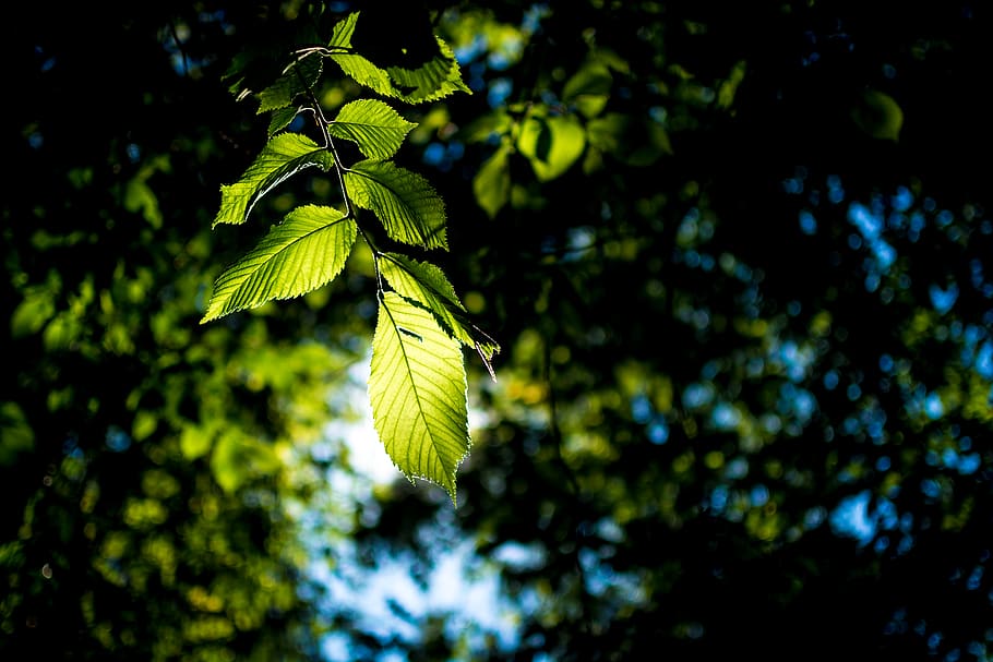 leaf, forest, park, trees, summer, sun, sunlight, plant, growth HD wallpaper