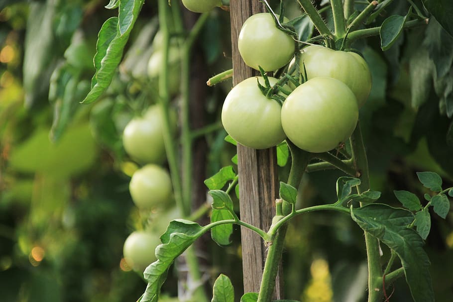 tomatoes, vegetables, garden, food, food and drink, healthy eating HD wallpaper