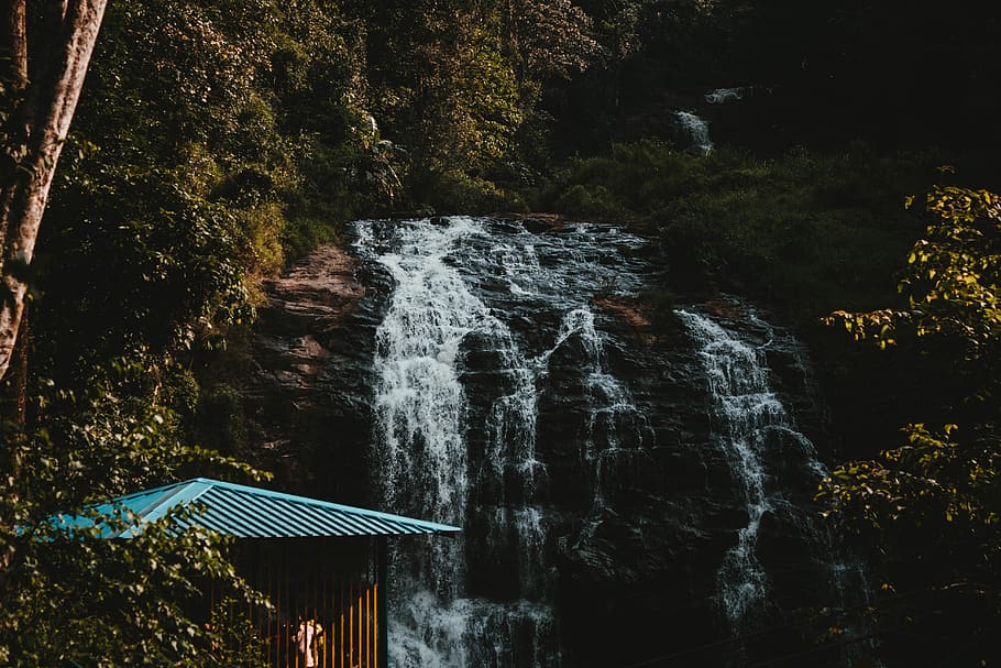 forest, nature, waterfall, tree, motion, long exposure, plant HD wallpaper