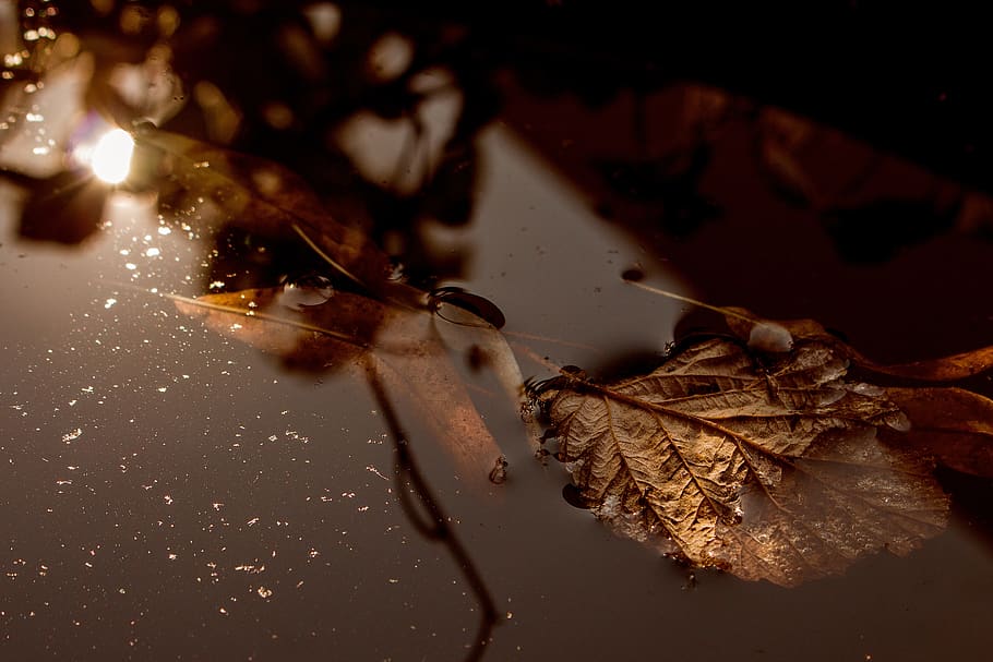 leaf, water, wet, macro, pond, autumn, close up, dry, plant part HD wallpaper