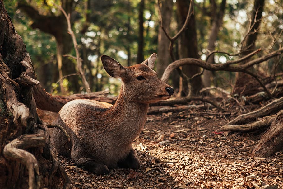 brown deer on focus photography, tree, earth, forest, woodland HD wallpaper