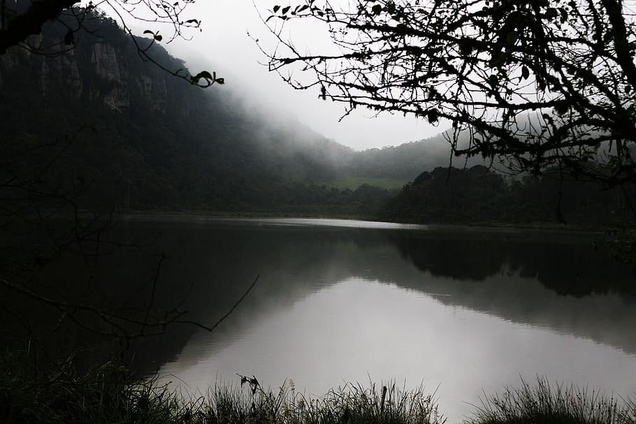 colombia, tree, water, plant, tranquility, fog, beauty in nature HD wallpaper