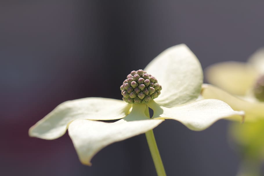 cornus flowering, tree, white, blossom, bloom, cornaceae, spring HD wallpaper