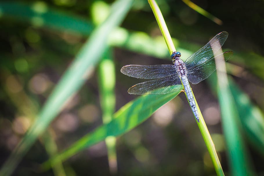 dragonfly, macro, nature, insect, blue, animals, flower, green HD wallpaper