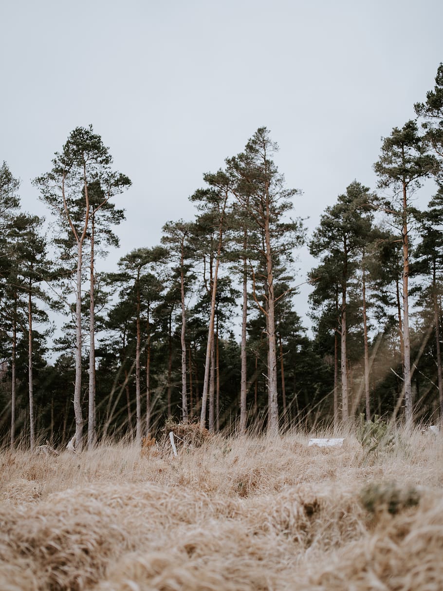 white birch trees, plant, land, tranquility, forest, tranquil scene HD wallpaper