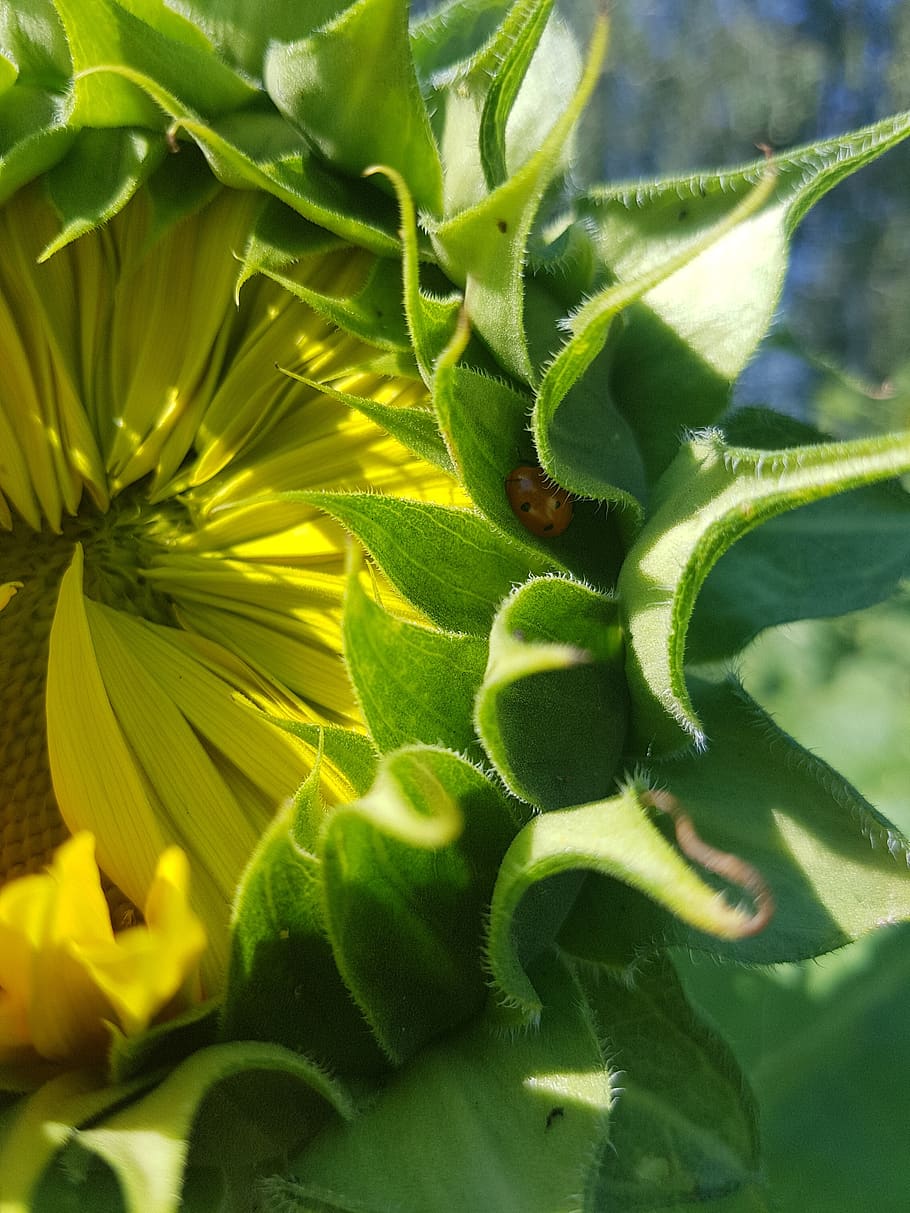 sunflower, bug, lady bug, flowering, opening, insect, growth HD wallpaper