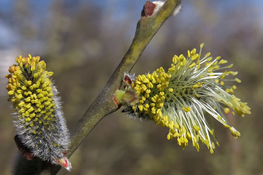 willow catkin, blossom, bloom, spring, bush, nature, spring awakening HD wallpaper