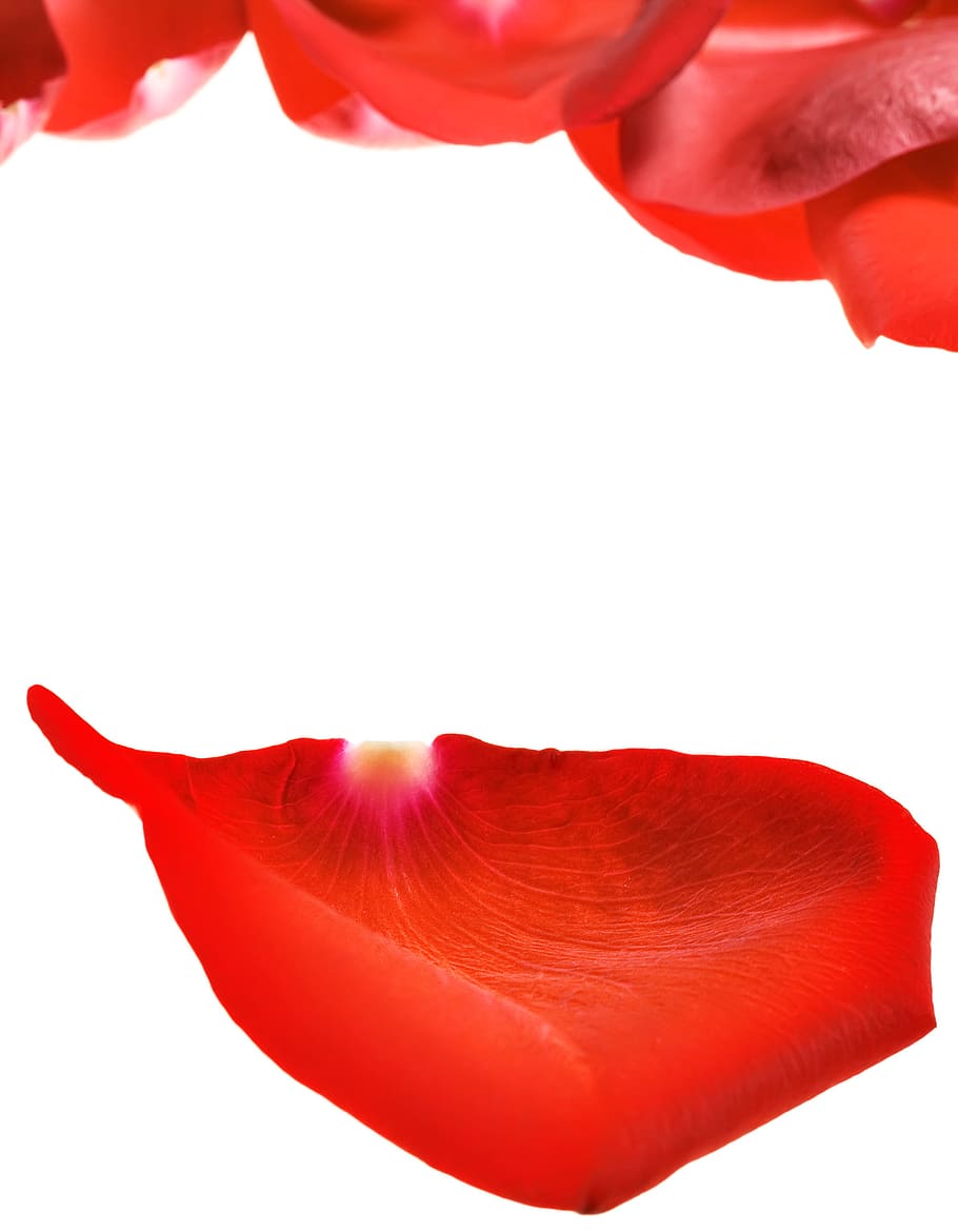 con2011, flower, fresh, gift, isolated, pedal, petal, photo HD wallpaper