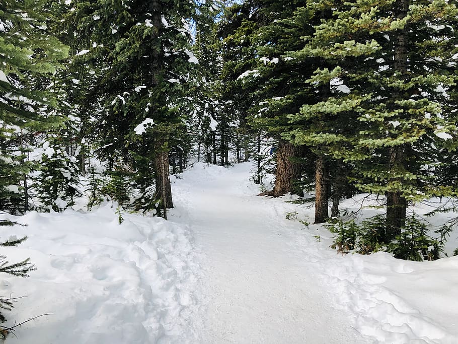 green trees on snowfield, plant, fir, abies, outdoors, conifer HD wallpaper